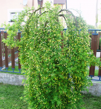 Čimišník stromovitý ´PENDULA´ na kmínku 180 cm, zemní bal v kont. 10 l