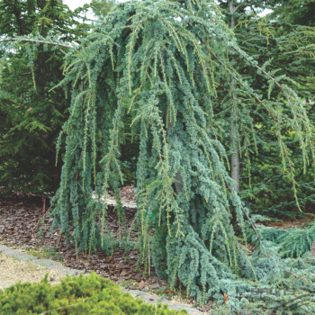 Cedr libanonsk pevisl GLAUCA PENDULA 130-150 cm, kont. 7,5 l