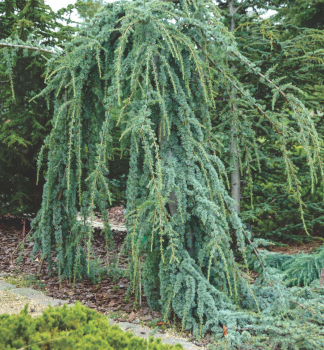 Cedr libanonsk pevisl GLAUCA PENDULA 120-150 cm, kont. 10 l