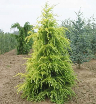 Cedr himaljsk AUREA 110-130 cm, kont. 10 l