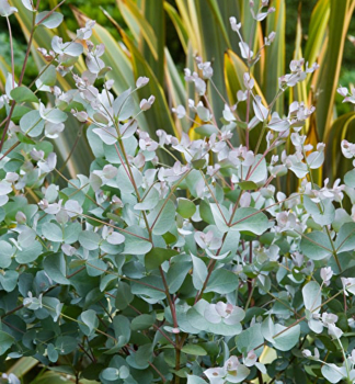 Blahovi�n�k Gunn�v, 20-30 cm, kont. 1,5 l