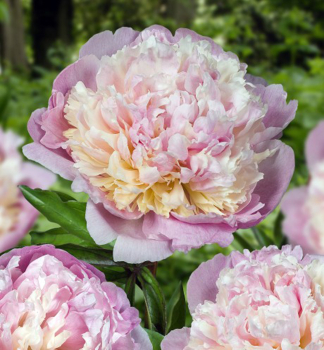 Pivoka bylinn MADAME CALOT kont. 1 l