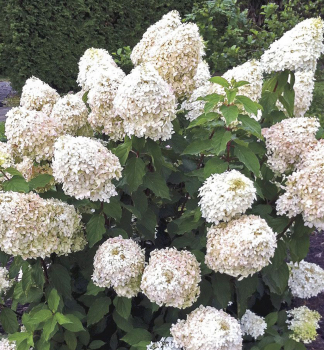 Hortenzie latnat PHANTOM 15-20 cm, kont. 1,4 l