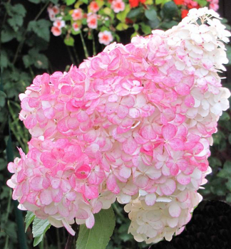 Hortenzie latnat PINK LADY 20-30 cm, kont. 1,4 l