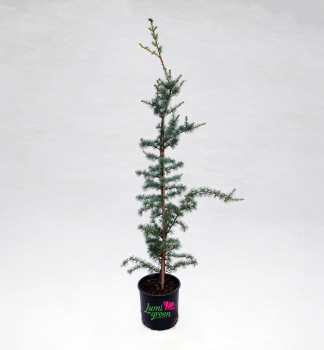 Cedr atlask GLAUCA 100-120 cm, kont. 10 l