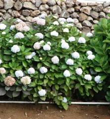 Hydrangea macrophylla