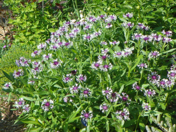 Obrzok (7)
