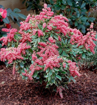 Pieris japonsk POLAR PASSION 20-30 cm, kont. 2,5 l