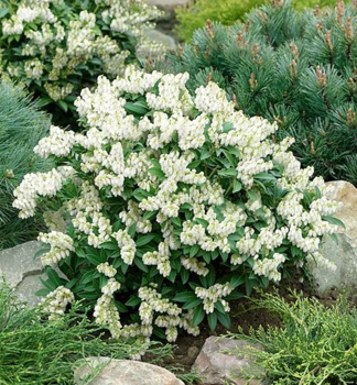 Pieris japonsk PRELUDE 20-30 cm, kont. 2,5 l