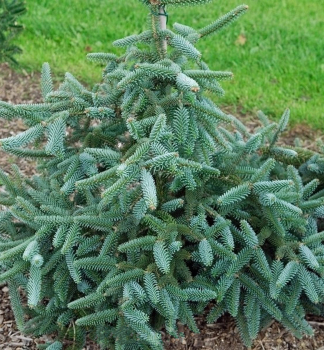 Jedle panlsk 'KELLERIS' 30-40 cm, kont. 5 l