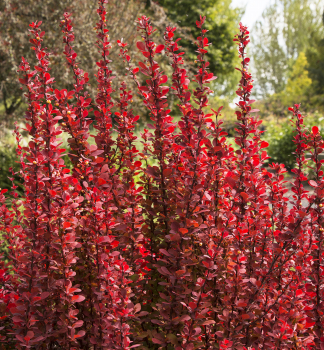 Dil Thunbergv RED ROCKET 40-50 cm, kont. 2,5 l