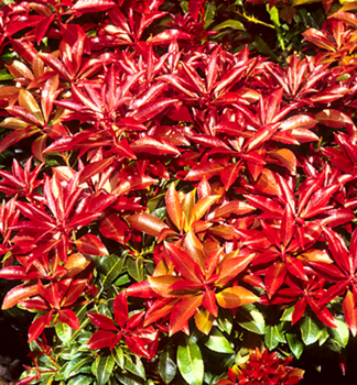 Pieris japonsk MOUNTAIN FIRE 20-30 cm, kont. 2 l