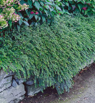 Skalnk pitiskl EVERGREEN 15-20 cm, kont. 1 l