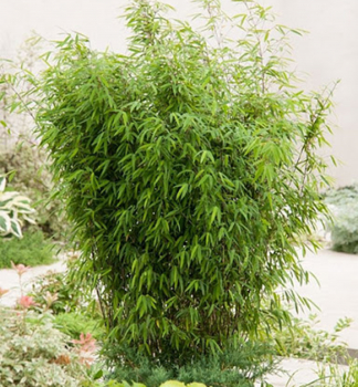 Bambus lesklý ´VOLCANO´ 80-90 cm, kont. 2 l