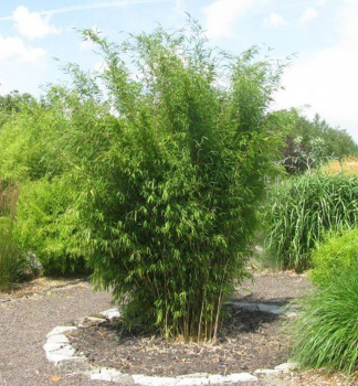 Bambus lesklý ´WINTERJOY´ 20-30 cm, kont. 2,5 l
