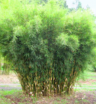 Bambus / Fargesia robusta ´PINGWU´ 40-50 cm, kont. 1,5 l