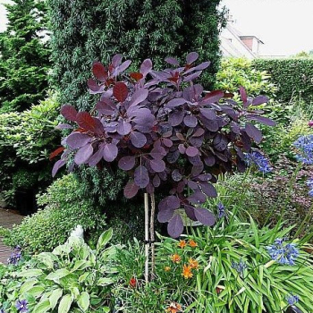 Ruj vlasat ROYAL PURPLE na kmnku 150 cm, kont. 15 l