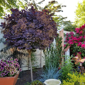 Ruj vlasat ROYAL PURPLE na kmnku 120 cm, kont. 12 l