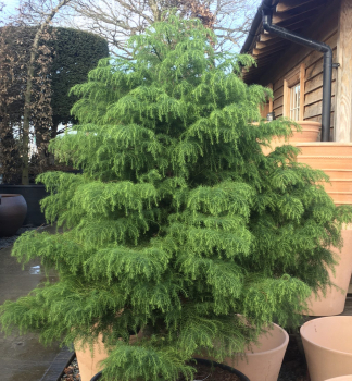Kryptomrie japonsk ELEGANS VIRIDIS 30-40 cm, kont. 2,5 l