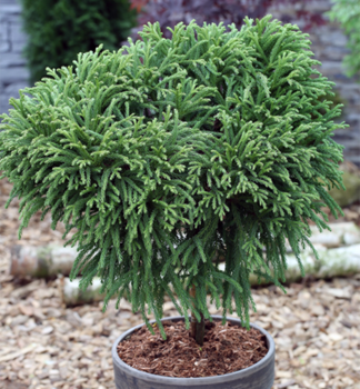 Kryptomrie japonsk GLOBOSA NANA na kmnku 40 cm, kont. 9 l