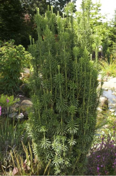 Hlavotis peckovicov FASTIGIATA 20-30 cm, kont. 2,5 l