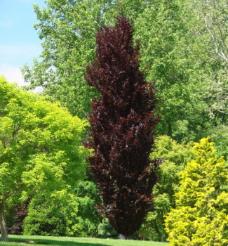 Fagus sylvatica DAWYCK PURPLE