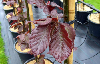 Fagus sylvatica DAWYCK PURPLE detail listov