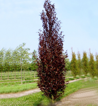 Buk lesní ´DAWYCK PURPLE´ 170-180 cm, kont. 15 l