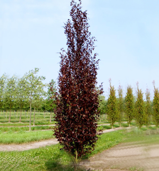 Buk lesn DAWYCK PURPLE 200-220 cm, kont. 12 l