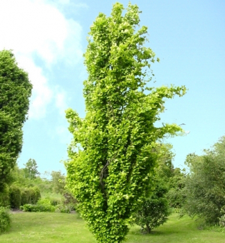 Buk lesní ´DAWYCK GOLD´ 160-170 cm, kont. 15 l