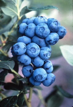 Obrzok (1)