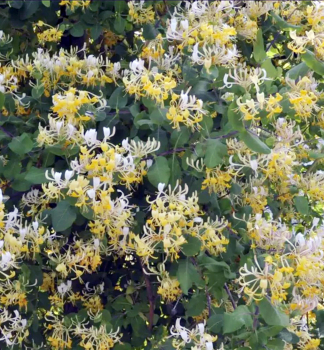 Zimolez japonsk 'HALLIANA' 50-60 cm, kont. 1,6 l