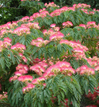 Albzie vonc ROSEA 70-80 cm, kont. 3 l