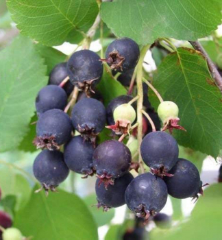 Muchovnk ololist SASKATOON BERRY 40-50 cm, kont. 4 l