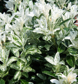 Brslen japonsk� �PIERROLINO� 20-30 cm, kont. 3 l