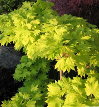 Acer shirasawanum JORDAN