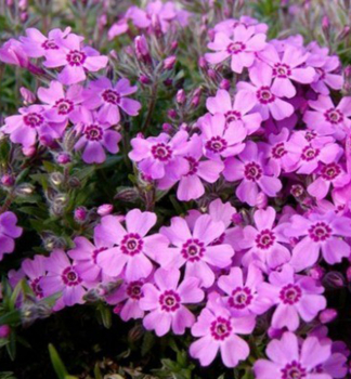 Flox ��dlovit� �ZWERGENTEPPICH� kont. 0,5 l