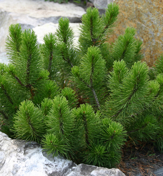 Borovice kle MUGHUS 10-15 cm, kont. 2,5 l