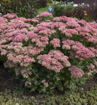 Rozchodnk vzpmen 'AUTUMN JOY', kont. 0,5 l