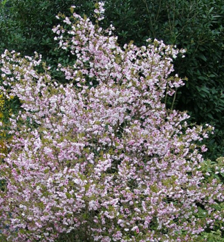 Bohato zakvitnut okrasn erea - Prunus incisa Kojou-no-mai