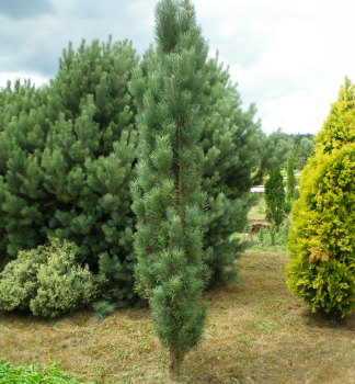 Borovice lesn FASTIGIATA 60-70 cm, kont. 5 l