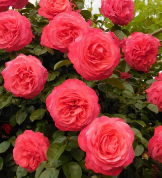 Růže pnoucí ´ROSANNA®´ * Kordes 2002, 60-70 cm, kont. 2 l