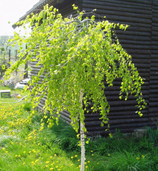 Bza pevisl YOUNGII na kmnku 120 cm, kont. 7,5 l