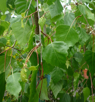 Betula pendula YOUNGII, detail listov