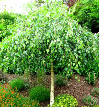 B��za p�evisl� �YOUNGII� na km�nku 140 cm, kont. 10 l