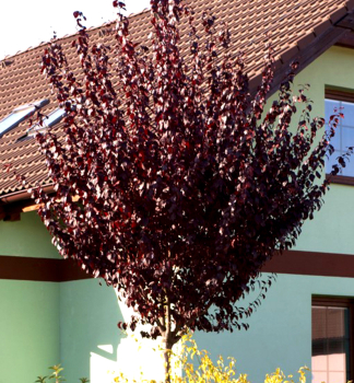Okrasn slivo NIGRA na kmnku 150 cm, kont. 12 l