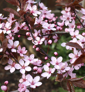 Prunus cerasifera NIGRAdetail kvetu