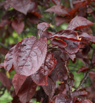 Prunus cerasifera NIGRA, detail listov