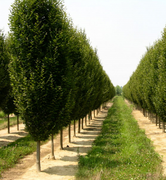 Carpinus betulus FASTIGIATAradov vsadba