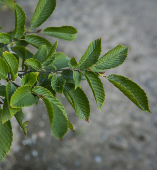 Carpinus betulus FASTIGIATAdetail listov